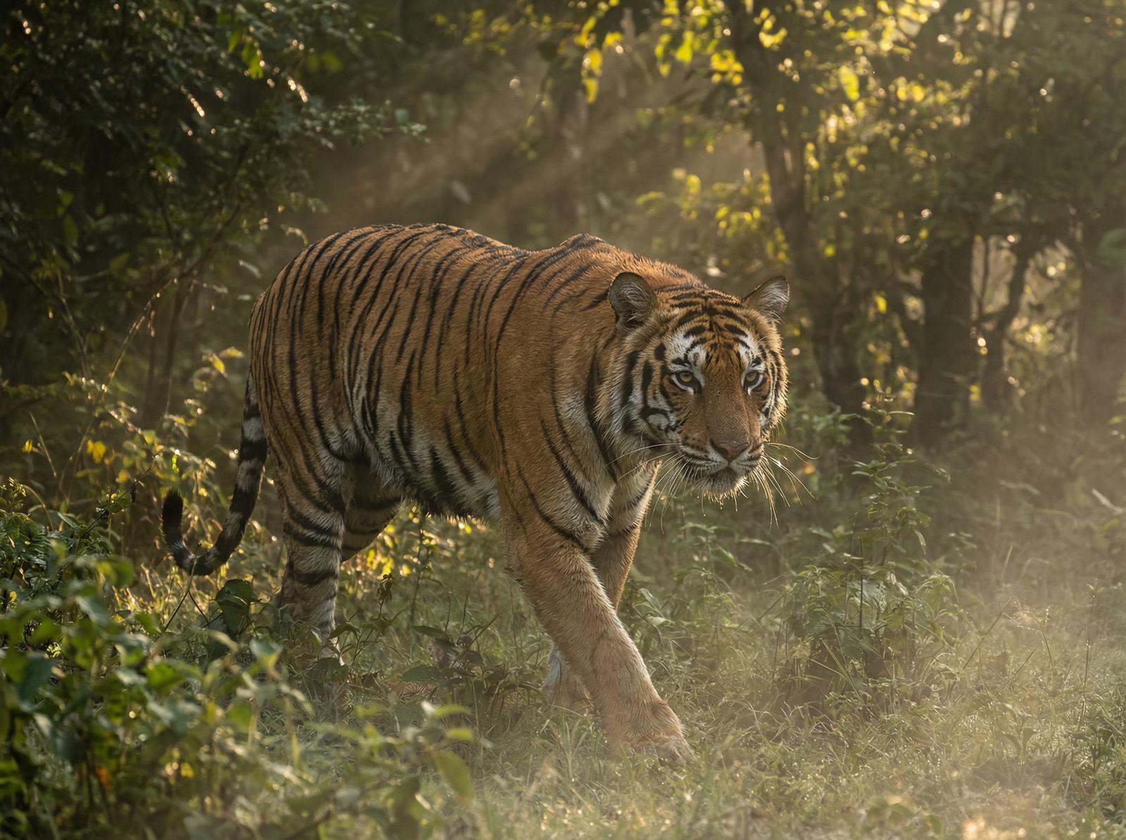 麻豆视频社区老虎视频